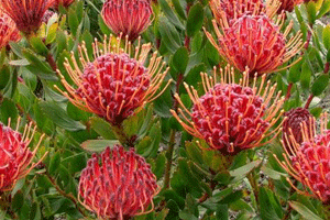 Флора Южно-Африканской Республики